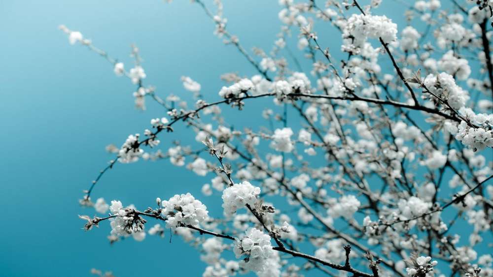 Tranquil Blue Spring Blossoms wallpaper