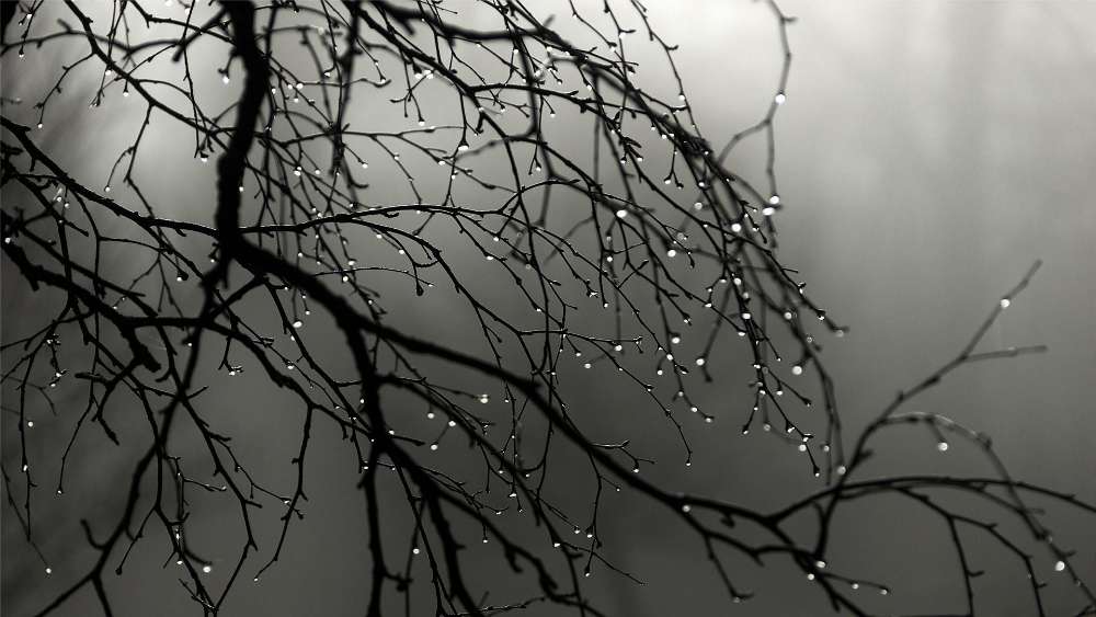 Serenity in Monochrome Nature wallpaper