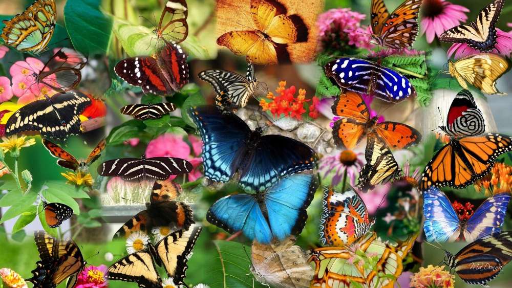 Vibrant Butterfly Montage wallpaper