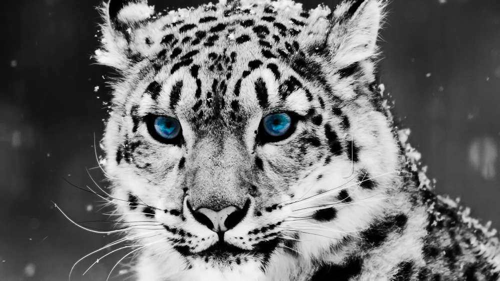 Snow leopard with blue eyes - Monochrome photography wallpaper