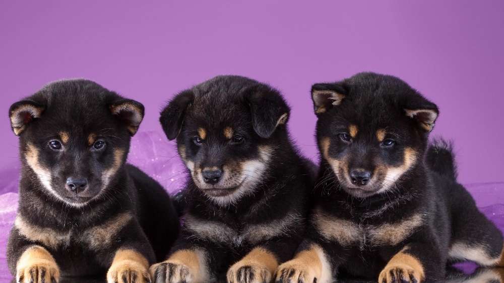 Three Adorable Puppies on Vibrant Purple Background wallpaper