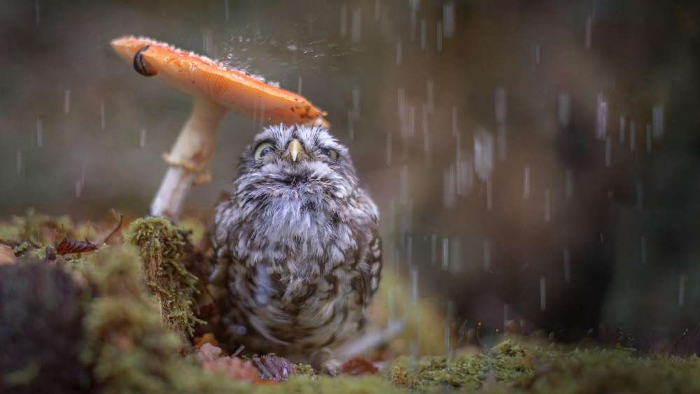 Owl's Rainy Day Shelter wallpaper