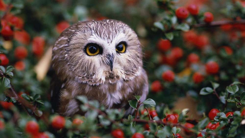 Wise Owl Among Berries wallpaper