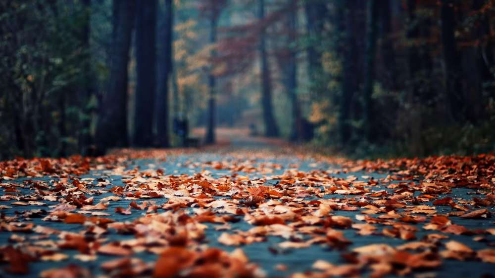 Autumn Pathway of Fallen Leaves wallpaper