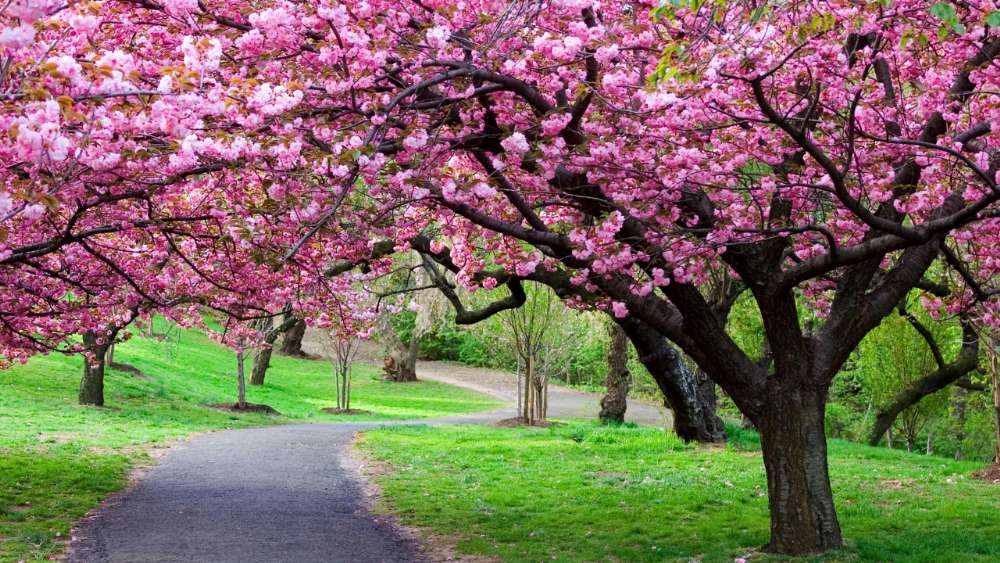 Spring Blossom Canopy Over Serene Path wallpaper