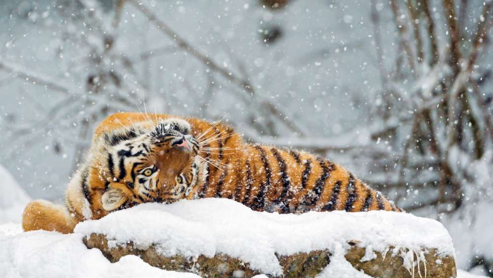 Majestic Tiger in Snowy Splendor wallpaper