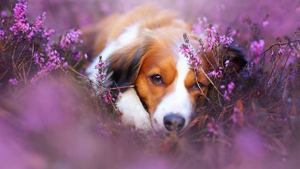 Serene Canine Among Purple Blooms wallpaper