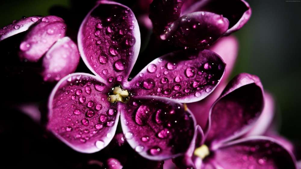 Lilac Dew Drops Elegance wallpaper