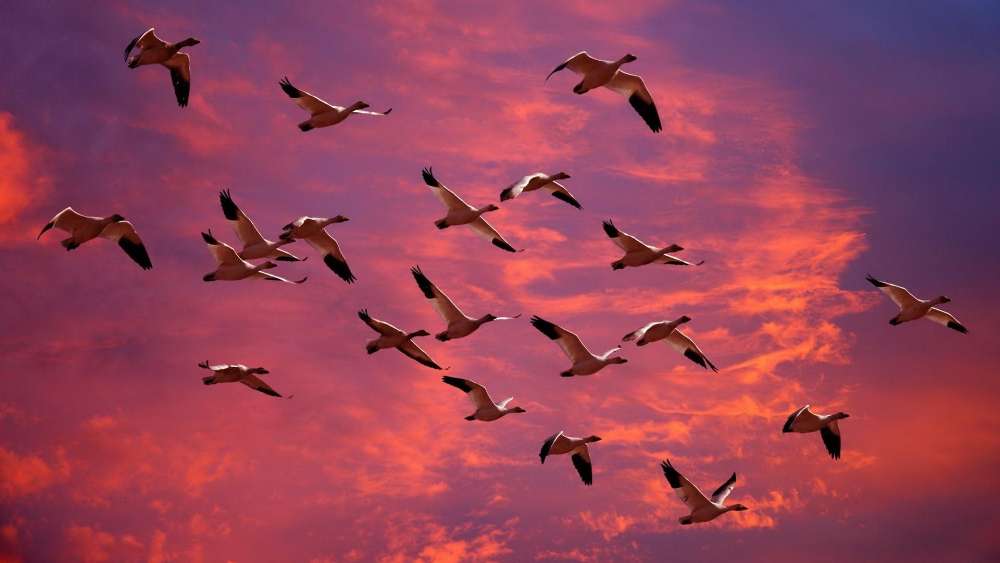 Flock of Birds Dancing in a Crimson Sky wallpaper