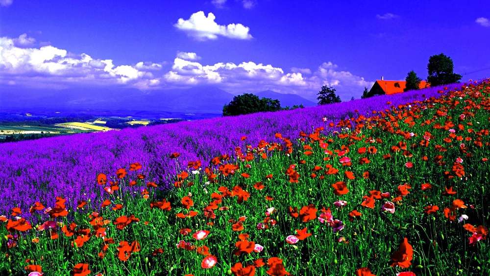 Vibrant Colors of Nature in Blooming Fields wallpaper