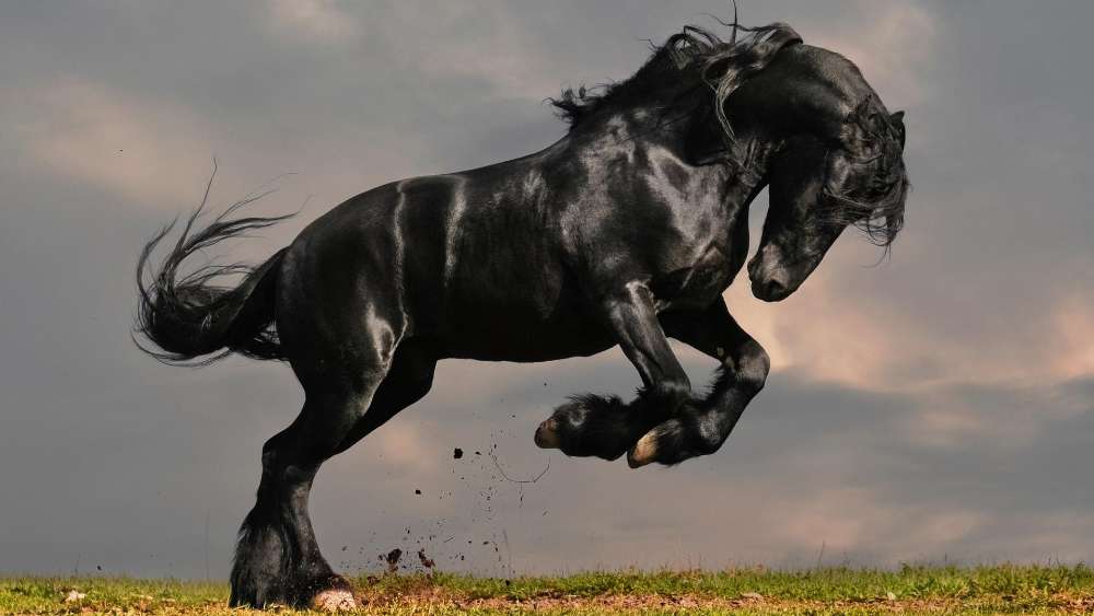 Majestic Black Arabian Horse Galloping wallpaper