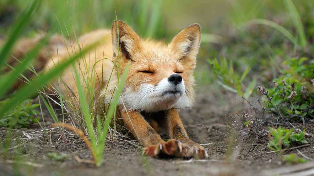 Sleeping Fox in Nature wallpaper