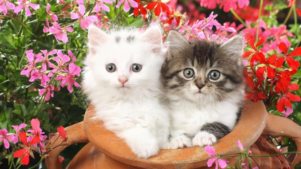 Fluffy Kittens in a Floral Wonderland wallpaper