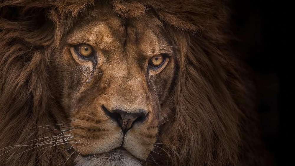 Majestic Lion Gaze in Darkness wallpaper