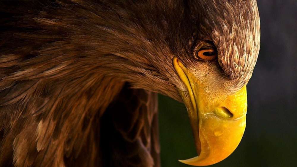 Majestic Eagle in Thoughtful Focus wallpaper