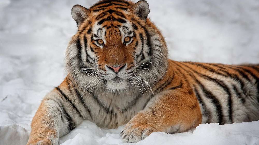 Majestic Tiger in a Snowy Realm wallpaper