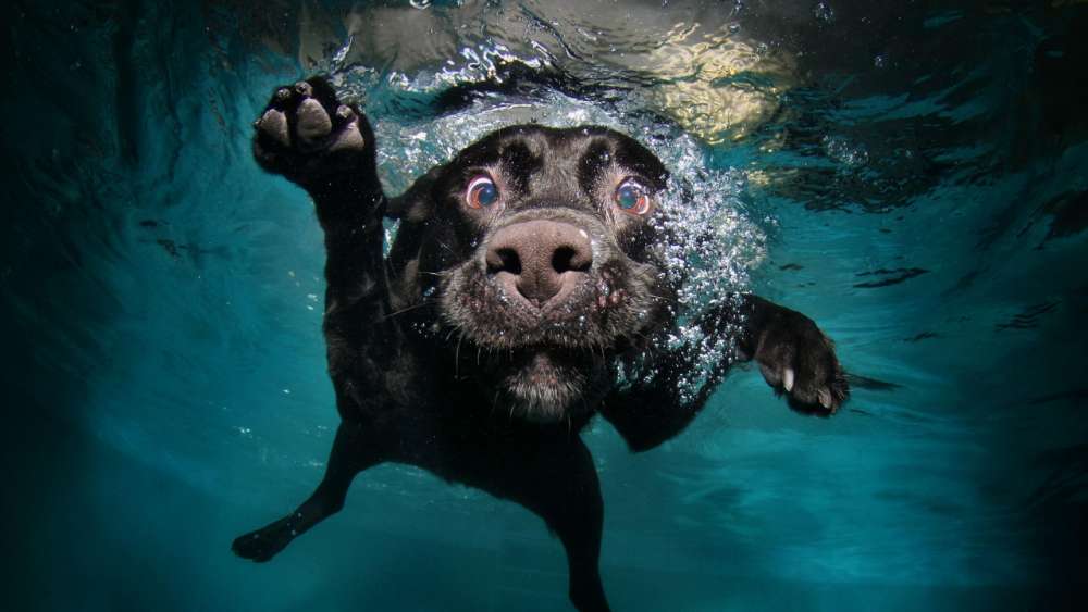 Underwater Adventures of a Playful Pup wallpaper
