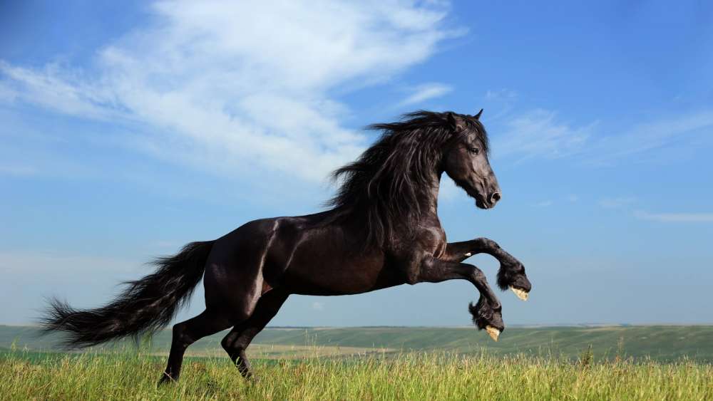 Majestic Black Horse in Motion wallpaper