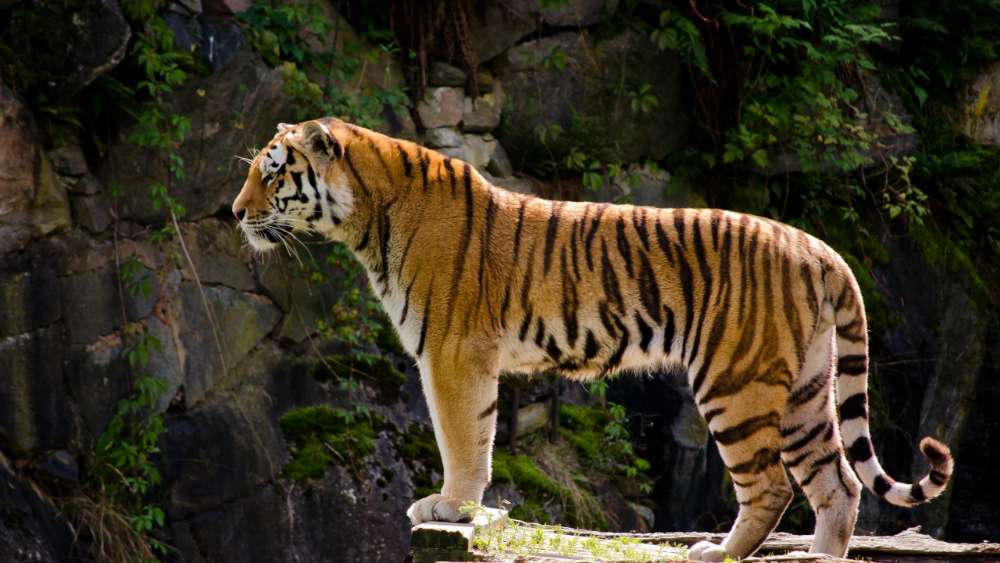 Tiger in the Wild Jungle Landscape wallpaper