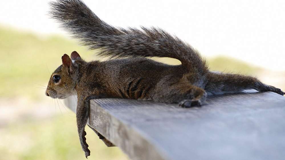 Squirrel Relaxing on a Wooden Surface wallpaper