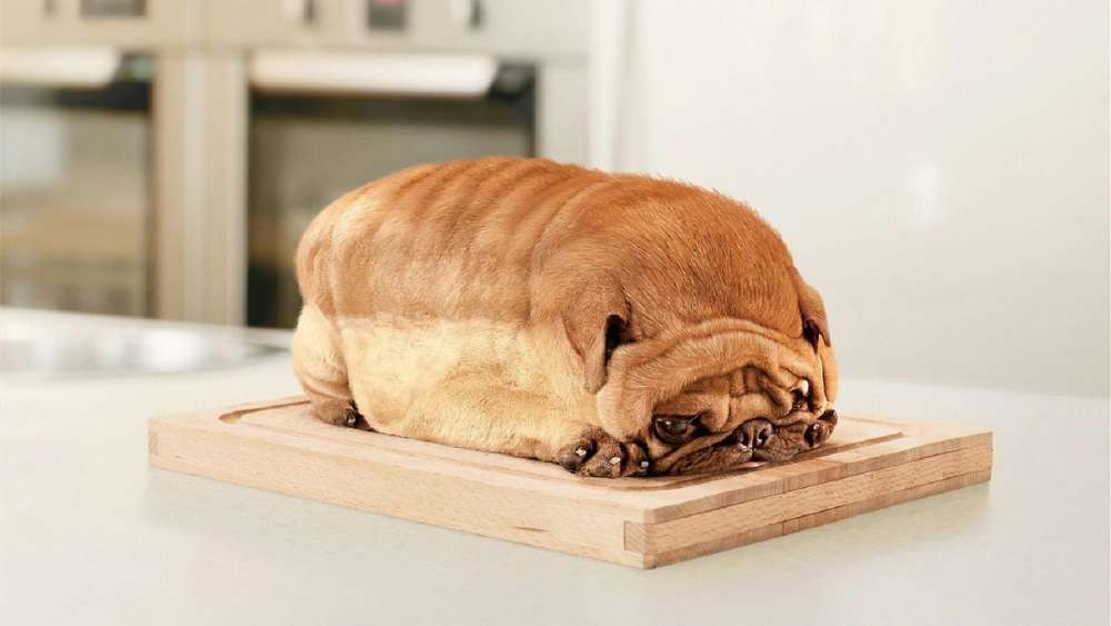 Pug Loaf Cuteness Overload wallpaper