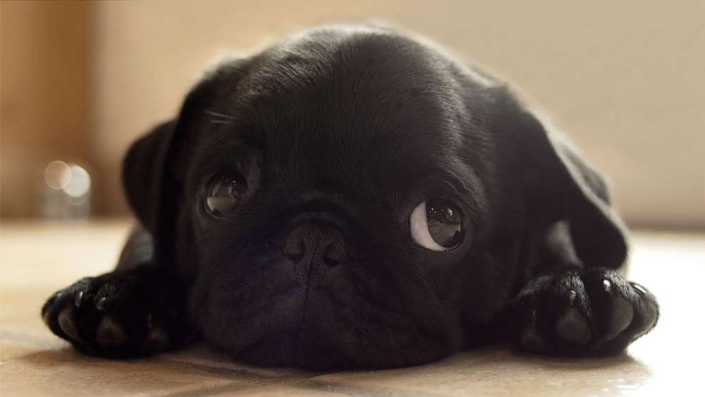 Adorable Black Pug Puppy Gaze wallpaper