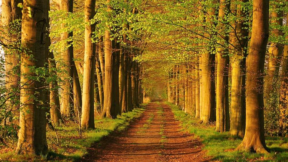 Serene Forest Pathway to Tranquility wallpaper