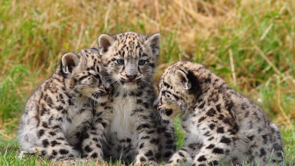 Adorable Snow Leopard Cubs in the Grass wallpaper
