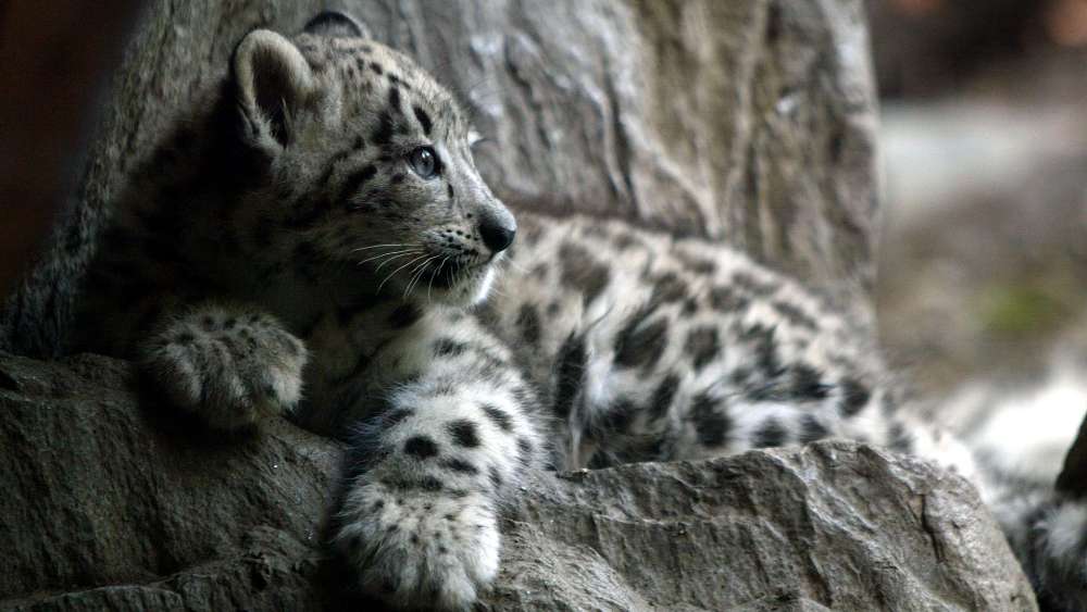 Baby Snow Leopard Gazing Thoughtfully wallpaper