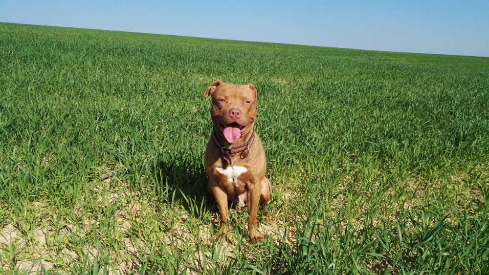 Happy Pitbull in Lush Green Field wallpaper