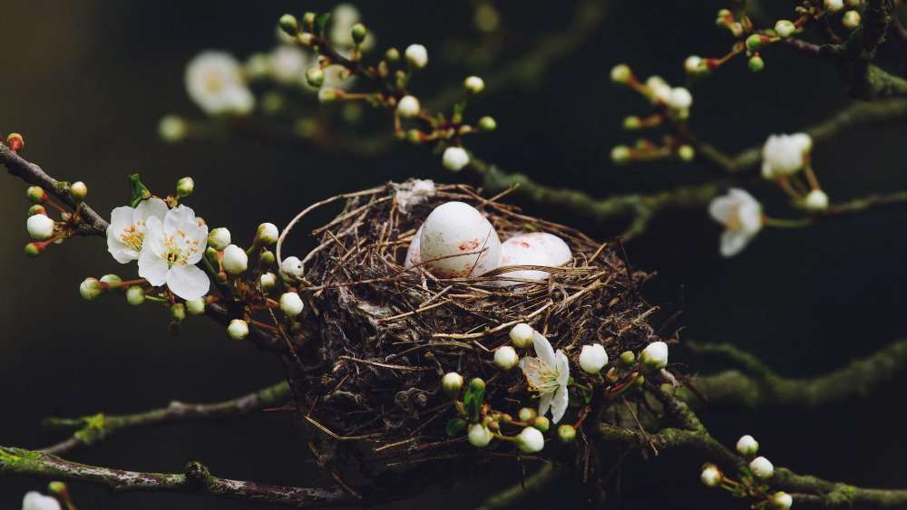 Spring Nest Amid Blooming Branches wallpaper