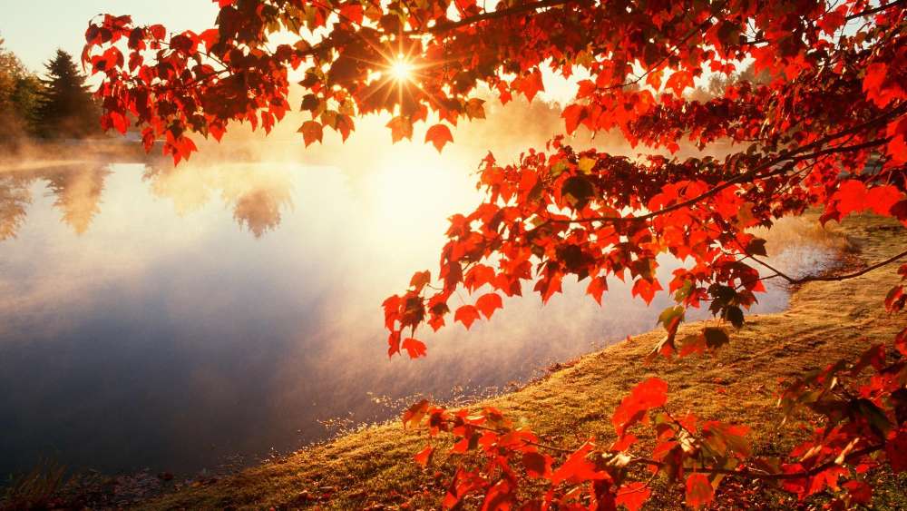 Red autumn leaves wallpaper