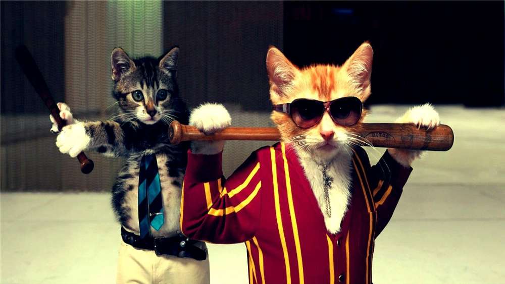 Cool Cats Ready for Action wallpaper