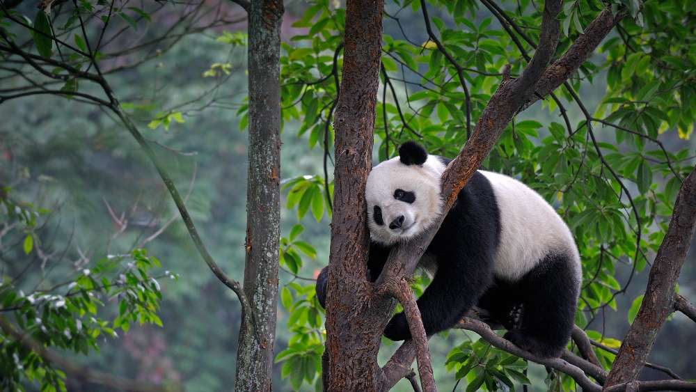 Panda Resting in the Trees wallpaper