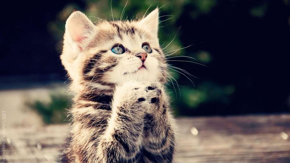 Adorable Kitten Making a Wish wallpaper