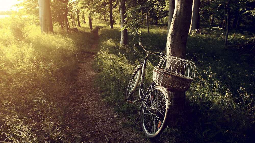 Sunlit Bicycle Path in Forest wallpaper