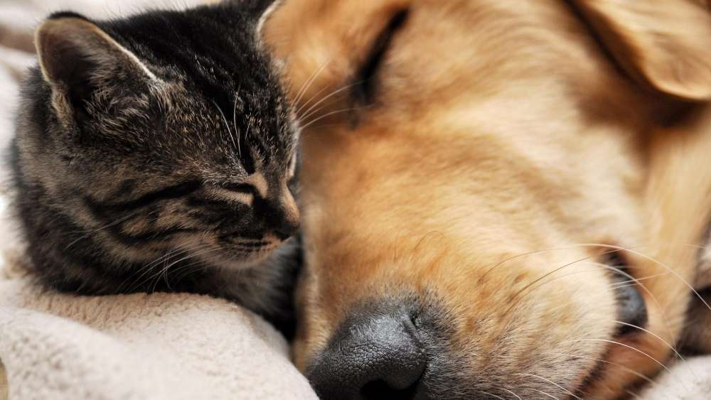 Cat and dog sleep together wallpaper
