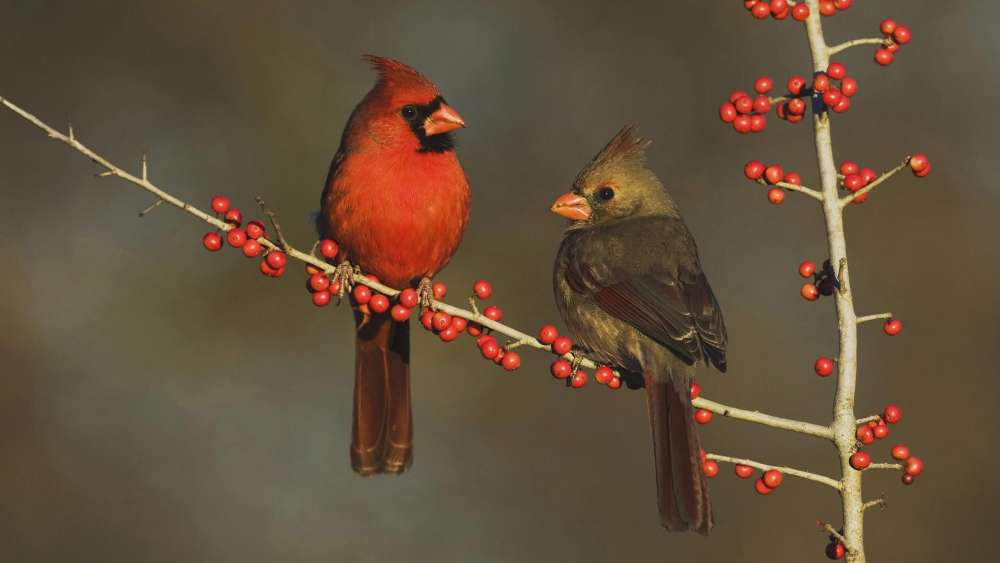 Cardinals Perched on Berry Branch wallpaper