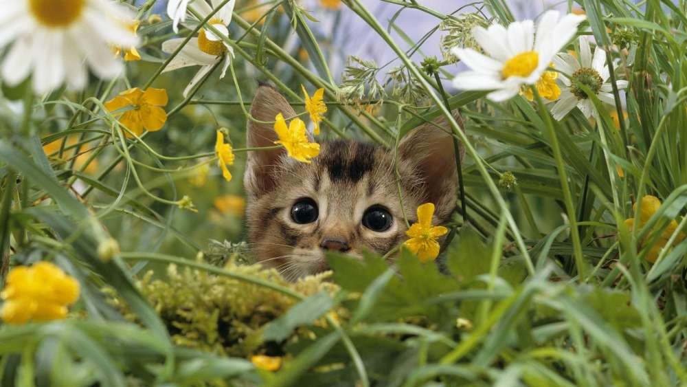 Kitten in a Daisy Field Camouflage wallpaper