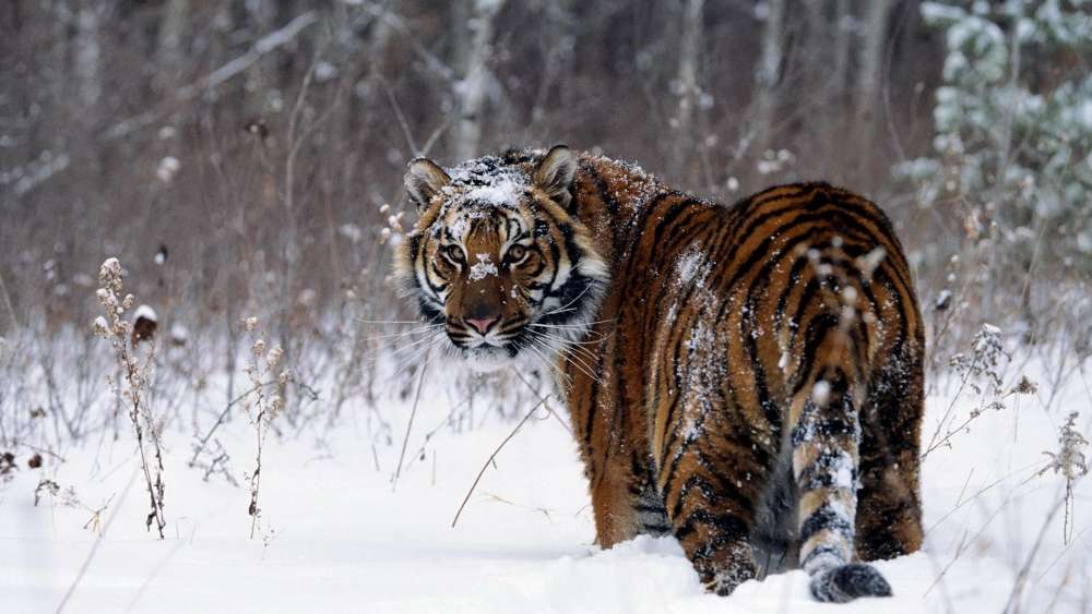 Majestic Tiger in Snowy Wilderness wallpaper