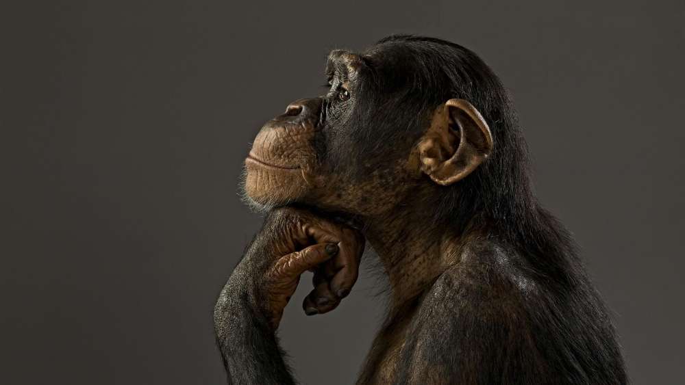 Thoughtful Chimpanzee in Contemplation wallpaper