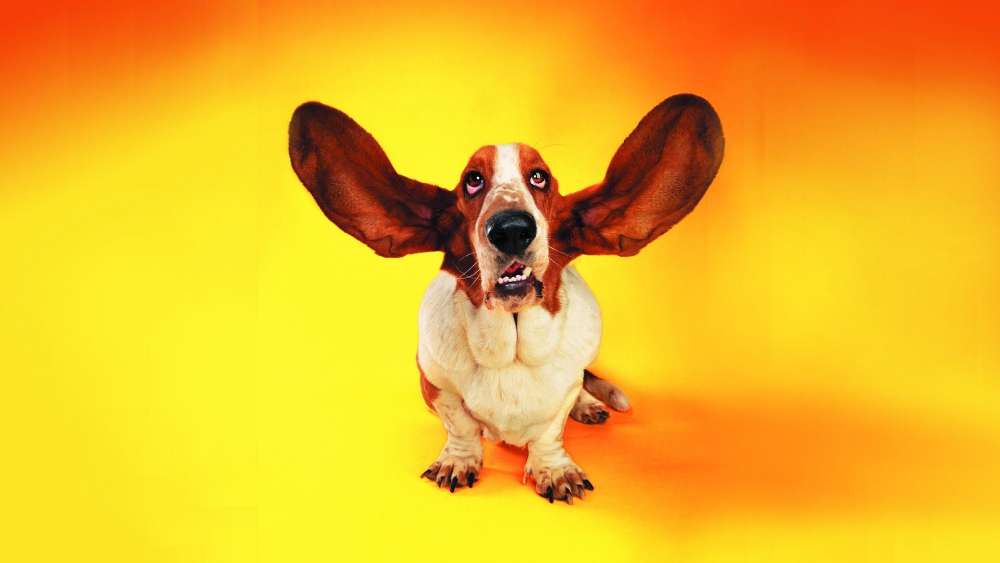 Flying Ears Frenzy! Hilarious Dog Wallpaper wallpaper