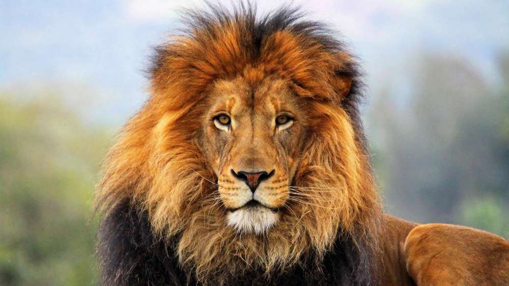 Regal Lion Stare Captured in Natural Surrounding wallpaper
