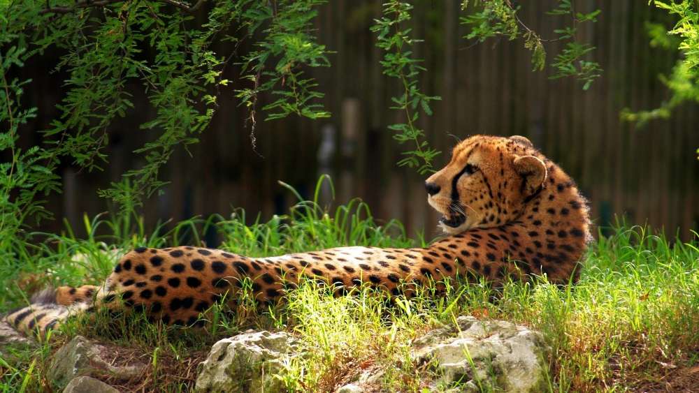 Graceful Cheetah in Sunlit Sanctuary wallpaper