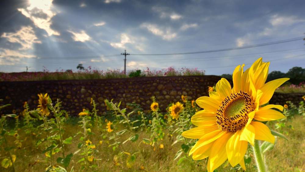 Sunlit Joy Among Summer Fields wallpaper