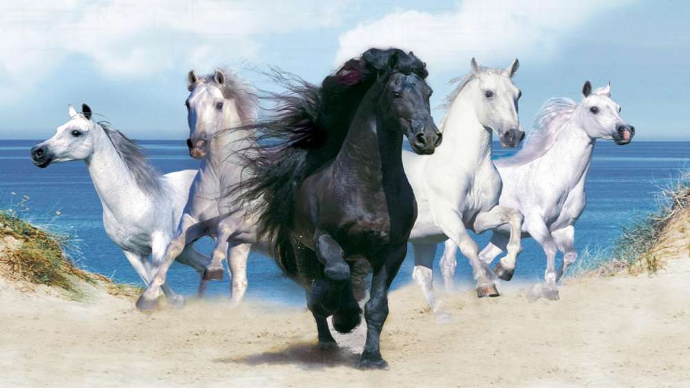 Majestic Horses Racing on the Beach wallpaper