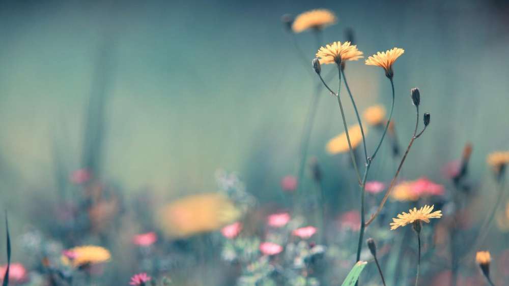 Serene Meadow in Bloom wallpaper