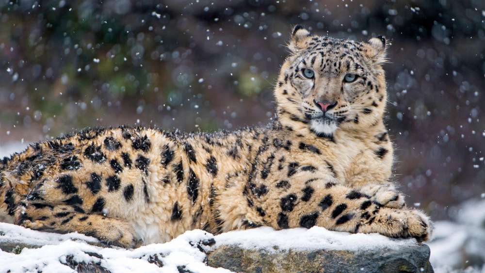 Majestic Snow Leopard in Winter Landscape wallpaper