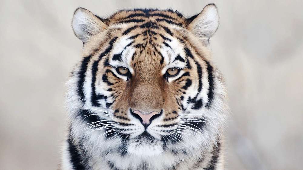 Majestic Tiger Close-Up Portrait wallpaper