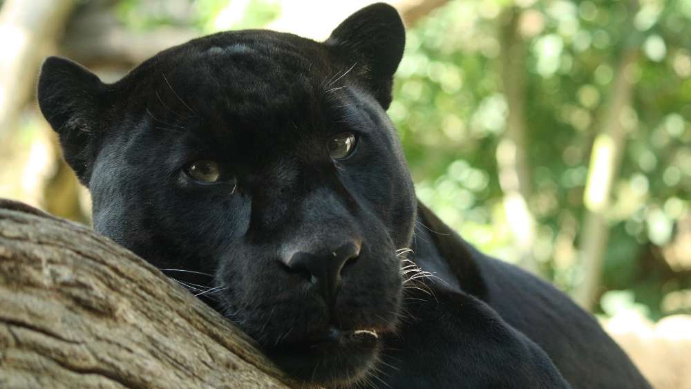 Majestic Black Panther Close-Up Gaze wallpaper